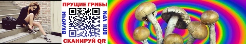 Псилоцибиновые грибы мухоморы  Кингисепп 